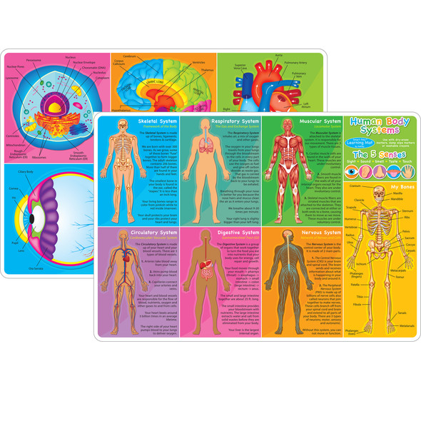 Smart Poly Learning Mat, 12" x 17", Double-Sided, Human Body Systems & Anatomy