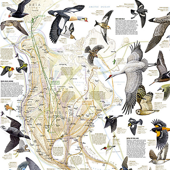 Bird Migration, Western Hemisphere Map, Laminated, 20.25" x 31.25" Bird Migration, Western Hemisphere Map, Laminated, 20.25" x 31.25"