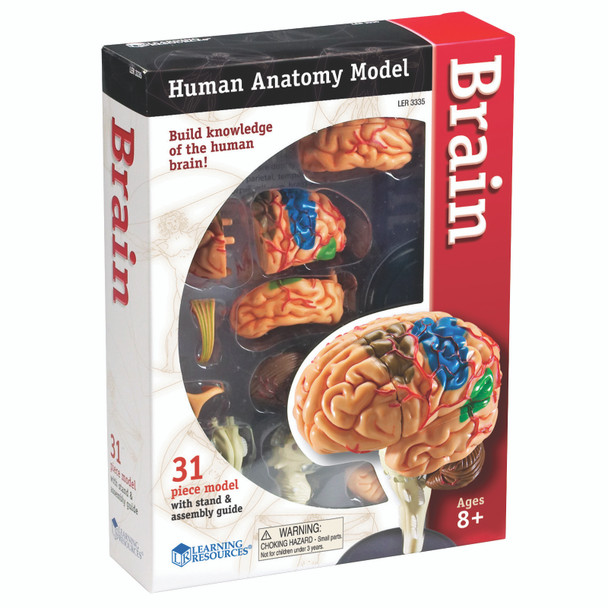 Brain Anatomy Model, 31 Pieces