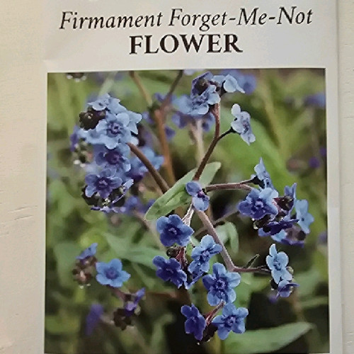 Firmament (Forget me nots) seeds Firmament (Forget me nots) seeds