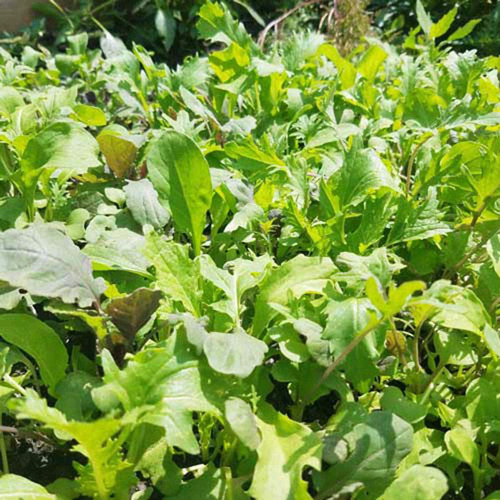 Spicy Greens Mix Organic seeds Spicy Greens Mix Organic seeds