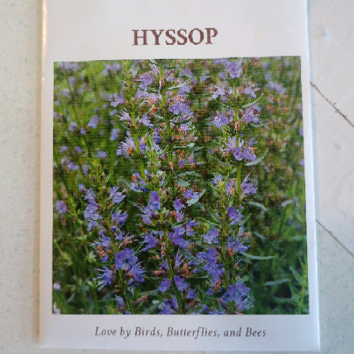 Hyssop seeds