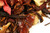 Cranberry Rooibos Orange Tea