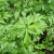 Hosszu Parsley (organic) Seeds Hosszu Parsley (organic) Seeds