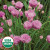 Chives (Organic) Seeds