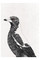 Maxwell & Williams Marini Ferlazzo Australian Magpie Tea Towel