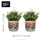 KitchenCraft Set of 2 Seagrass Planters with Rainbow Stripe Design