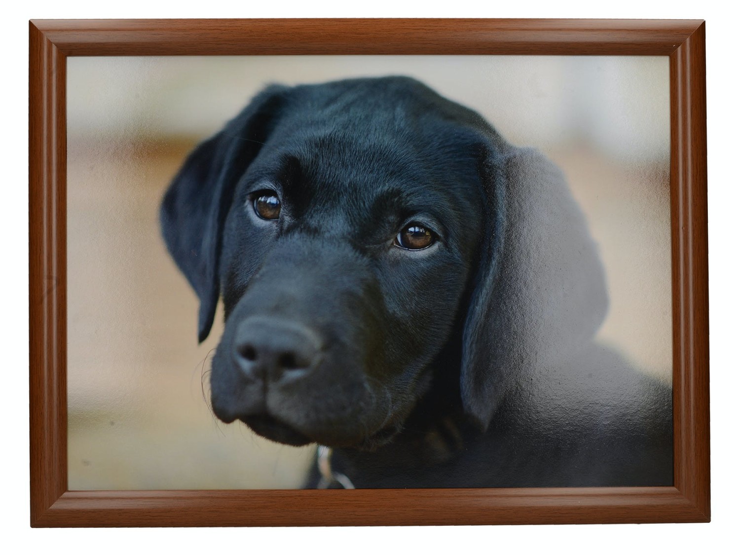 Creative Tops Labrador Laptray Creative Tops Labrador Laptray