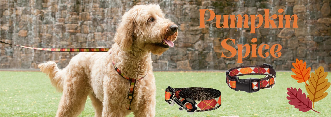 Pawda Nylon Harness & Leash, Paws Circle