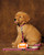 Collegiate - Clemson05 Dog Leash Tiger Rep Stripe