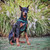 Fireside Dog Harness - Cozy Green