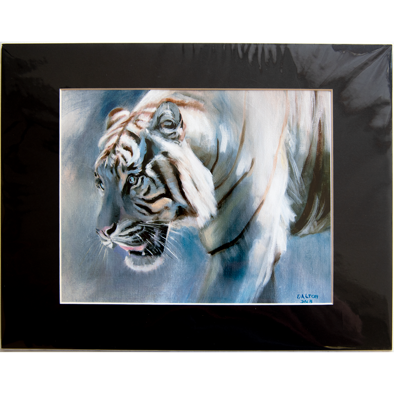 Tiger - Matted: print framed with black matt, clear glassine cover - 11" x 14" - $23.00