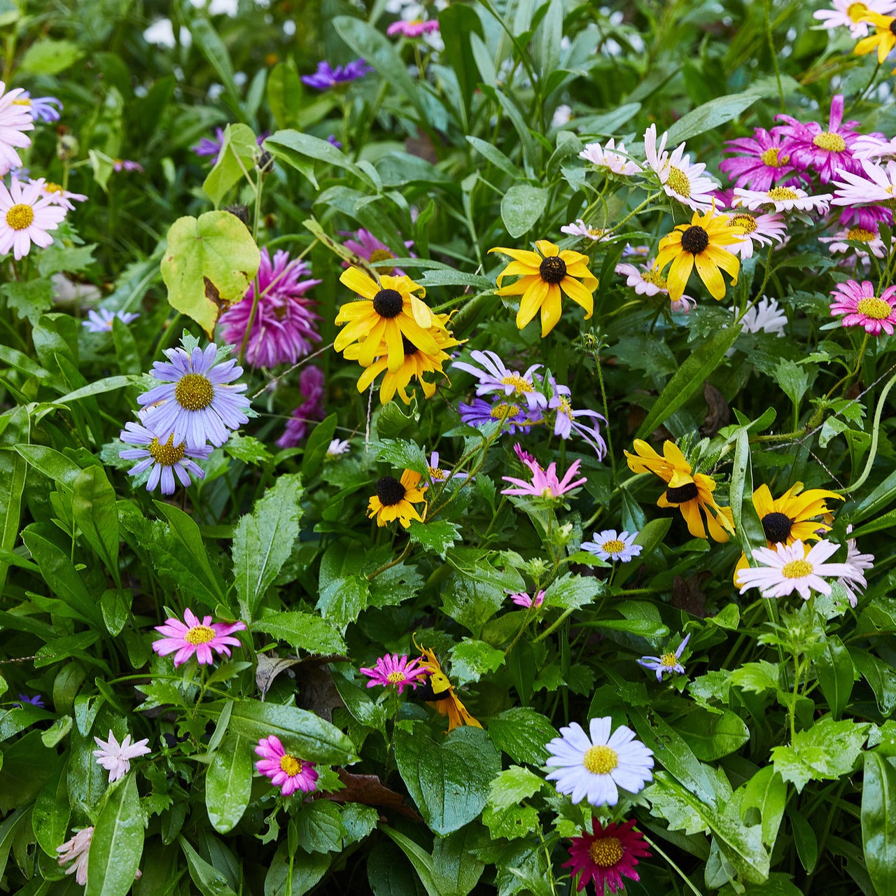 Modern Sprout Magical Wildflower Seed Bomb Plops | TYLER'S
