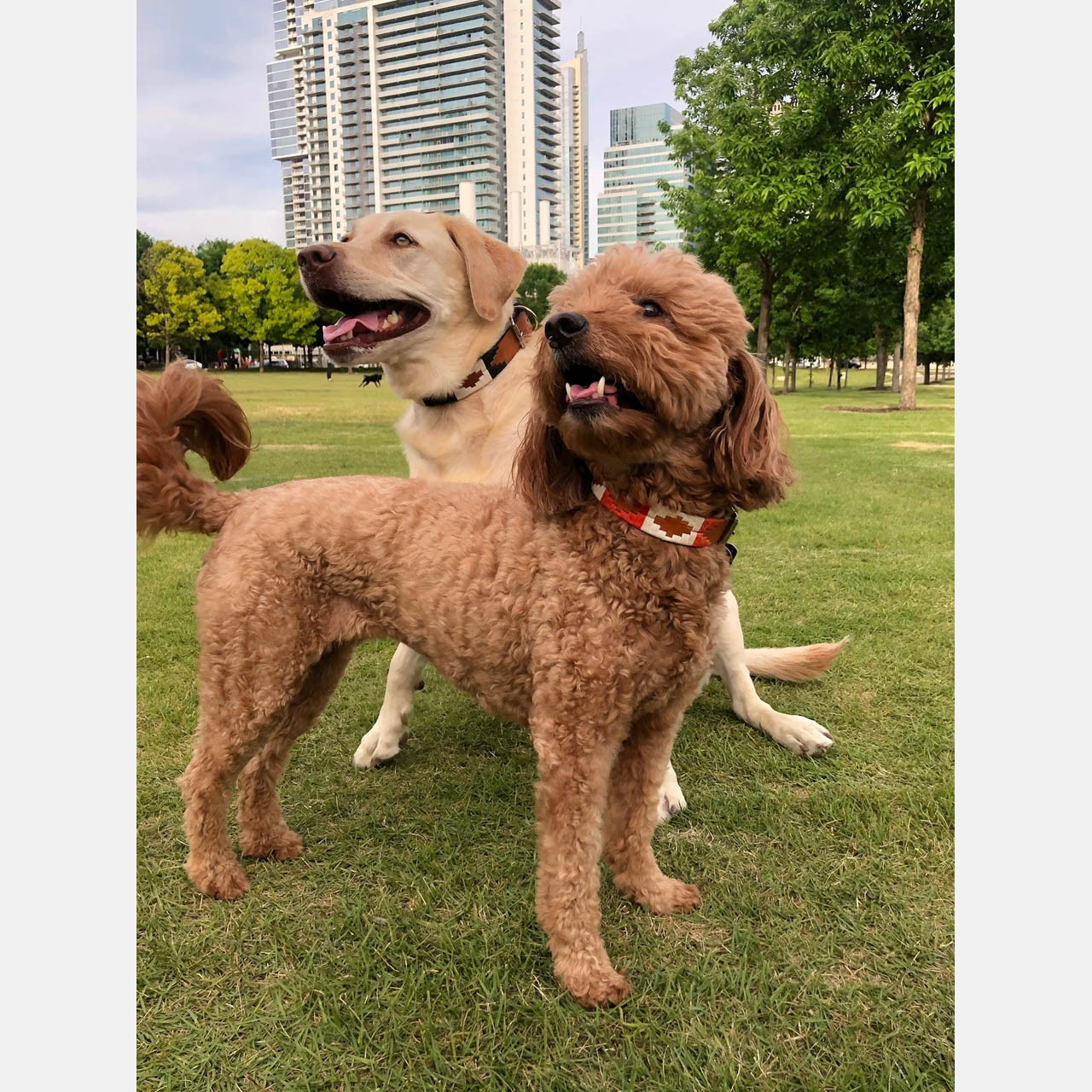 Zilker Belts ATX Dog Collar | TYLER'S