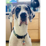 South Austin Gallery pet tag with "Don't Mess With Texas" design, angle view.