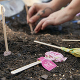 Modern Sprout Butterfly Seed Pop
