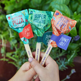 Modern Sprout Super Greens Seed Pop in biodegradable planter pot