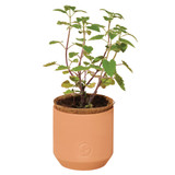 Modern Sprout Tiny Terracotta Growing Kit angled side view