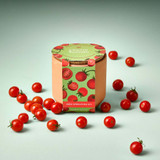 Modern Sprout Cherry Tomato Tiny Terracotta Garden Kit
