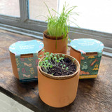 Modern Sprout Good Dog Greens Pet Tiny Terracotta Growing Kit