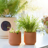 Modern Sprout Good Dog Greens Pet Tiny Terracotta Growing Kit