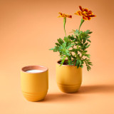 Modern Sprout Last Light 2-in-1 Candle Planter - Last Light