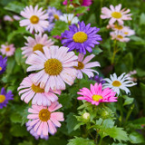 Modern Sprout Flower Seed Pop in garden setting