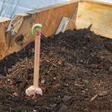 Modern Sprout Flower Seed Pop planted growth stage