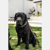 Zilker Belts Huck & Harlowe Dog Collar