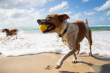 Waboba Water Bouncing Fetch Dog Ball product view