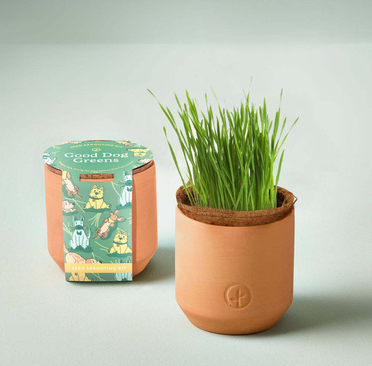 Modern Sprout Good Dog Greens Pet Tiny Terracotta Growing Kit product shot