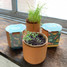 Modern Sprout Good Dog Greens Pet Tiny Terracotta Growing Kit
