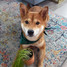 Modern Sprout Good Dog Greens Pet Tiny Terracotta Growing Kit