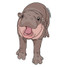 The Sammy Gorin Moo Deng Hippo Sticker The Sammy Gorin Moo Deng Hippo Sticker