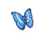 Solar Eclipse Morpho Butterfly Claw Hair Clip Blue front view