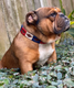 Zilker Belts Willie Dog Collar hardware detail