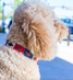 Zilker Belts Willie Dog Collar fit example