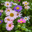 Modern Sprout Flower Seed Pop in garden setting