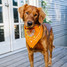 Howler Brothers Texas Longhorns Bandana UT BANDANA Lifestyle detail