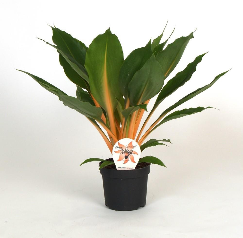 Chlorophytum Orchidastrum Fire Flash 12cm - Your Houseplants