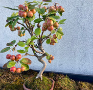 Autumn and Houseplants 