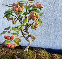 Autumn and Houseplants 