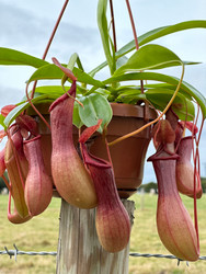 Carnivorous Plants 
