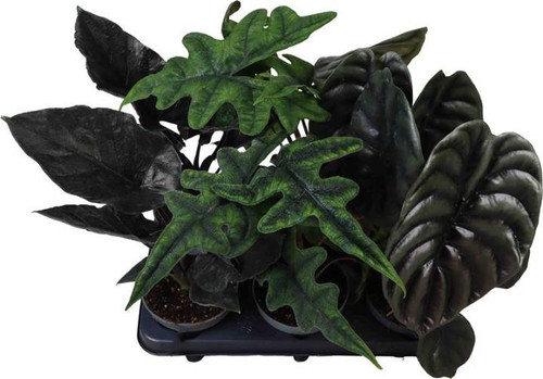 Alocasia Mix 12cm