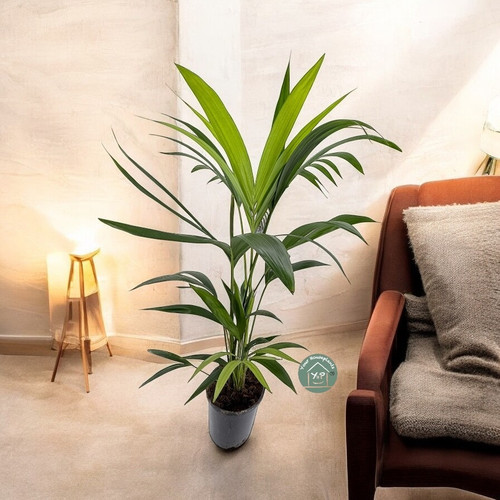 Howea Forsteriana - Kentia Palm 17c - 70/80c Tall