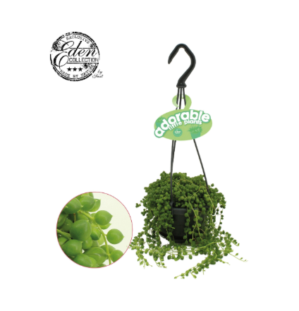 Senecio Rowleyanus  - Adorable Hang Pot 10.5cm