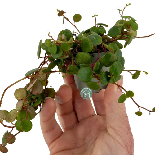 Peperomia Pepperspot 6cm