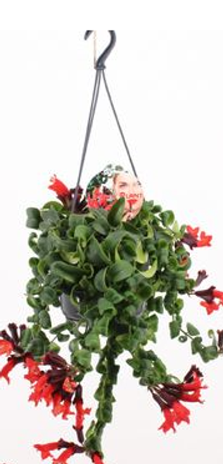 Aeschynanthus Hang Pot 17cm