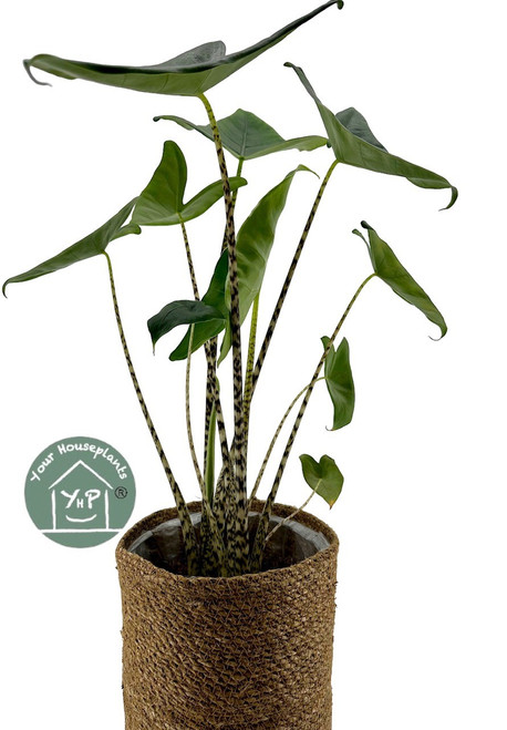Alocasia Zebrina 14c