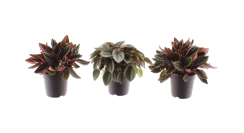 Peperomia Mix 7c